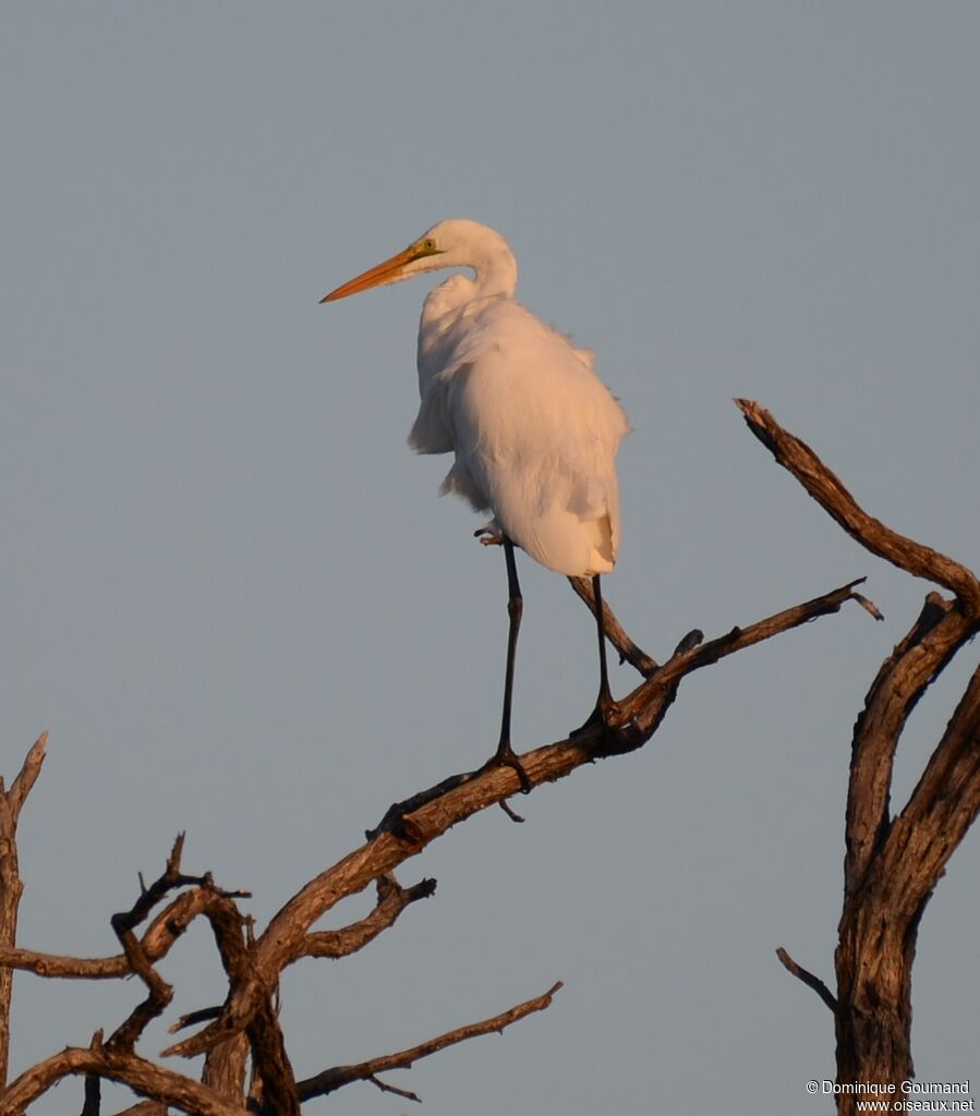 Grande Aigrette