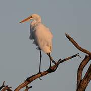 Great Egret