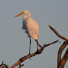 Grande Aigrette