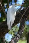 Grande Aigrette