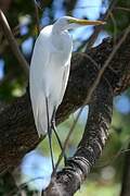 Grande Aigrette