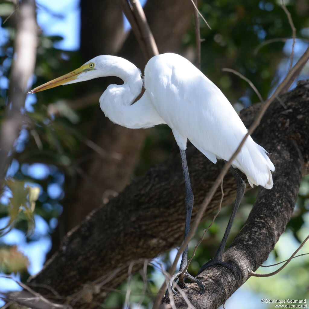 Great Egretadult