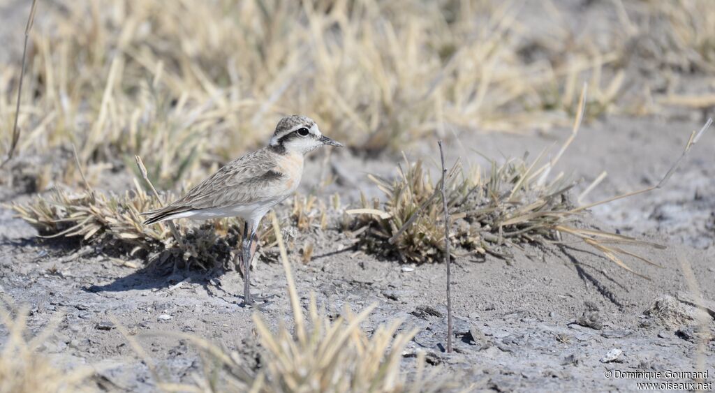 Kittlitz's Plover