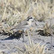 Kittlitz's Plover