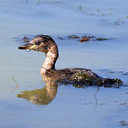 Little Grebe