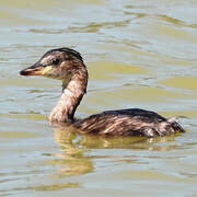 Little Grebe