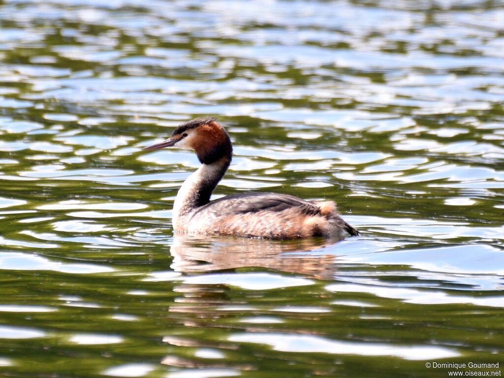 Grèbe huppé