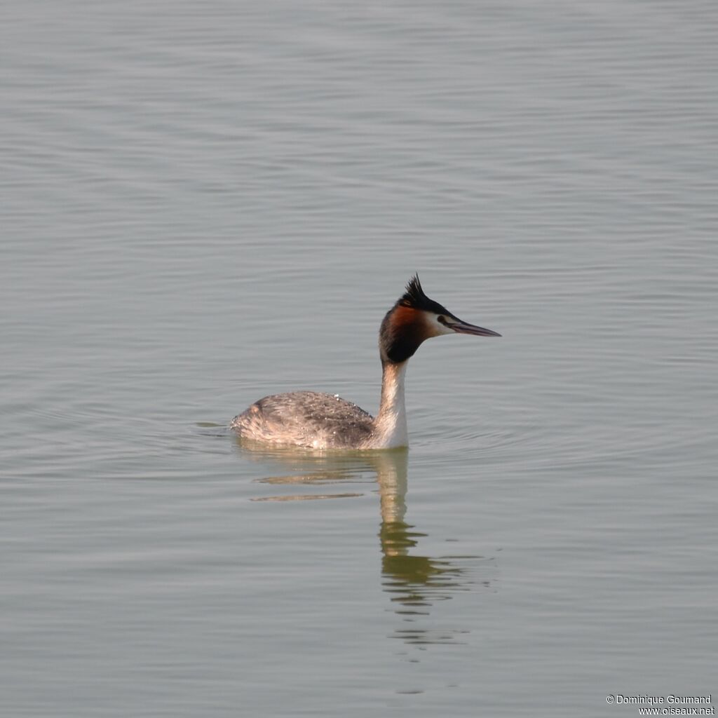 Great Crested Grebeadult