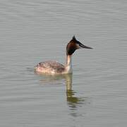 Great Crested Grebe