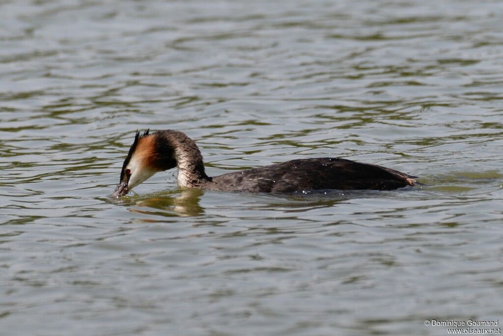 Great Crested Grebeadult breeding