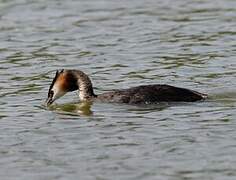 Great Crested Grebe