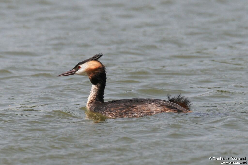 Great Crested Grebeadult breeding