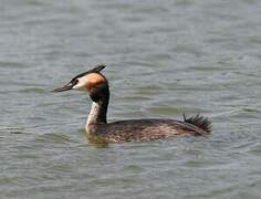 Great Crested Grebe