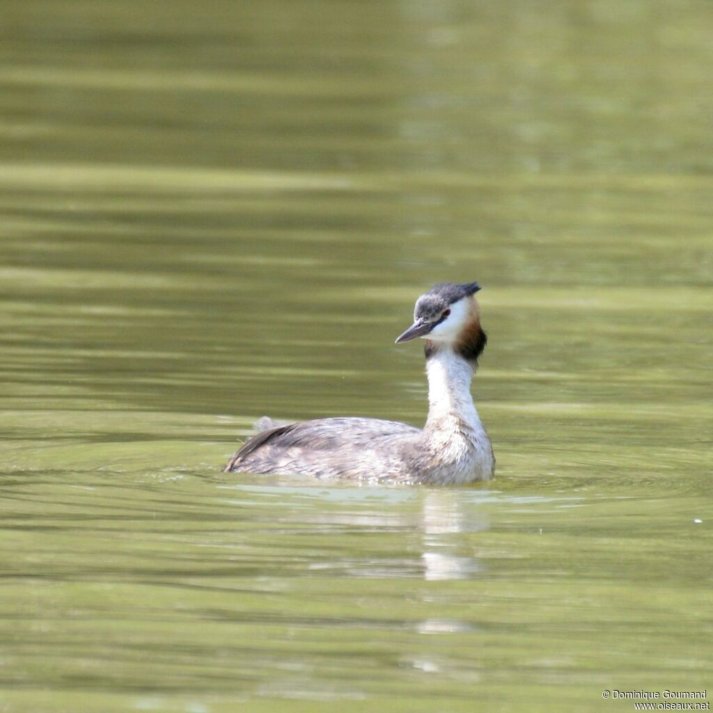 Great Crested Grebeadult breeding