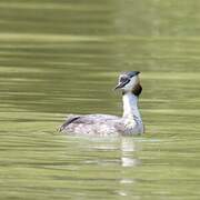 Great Crested Grebe