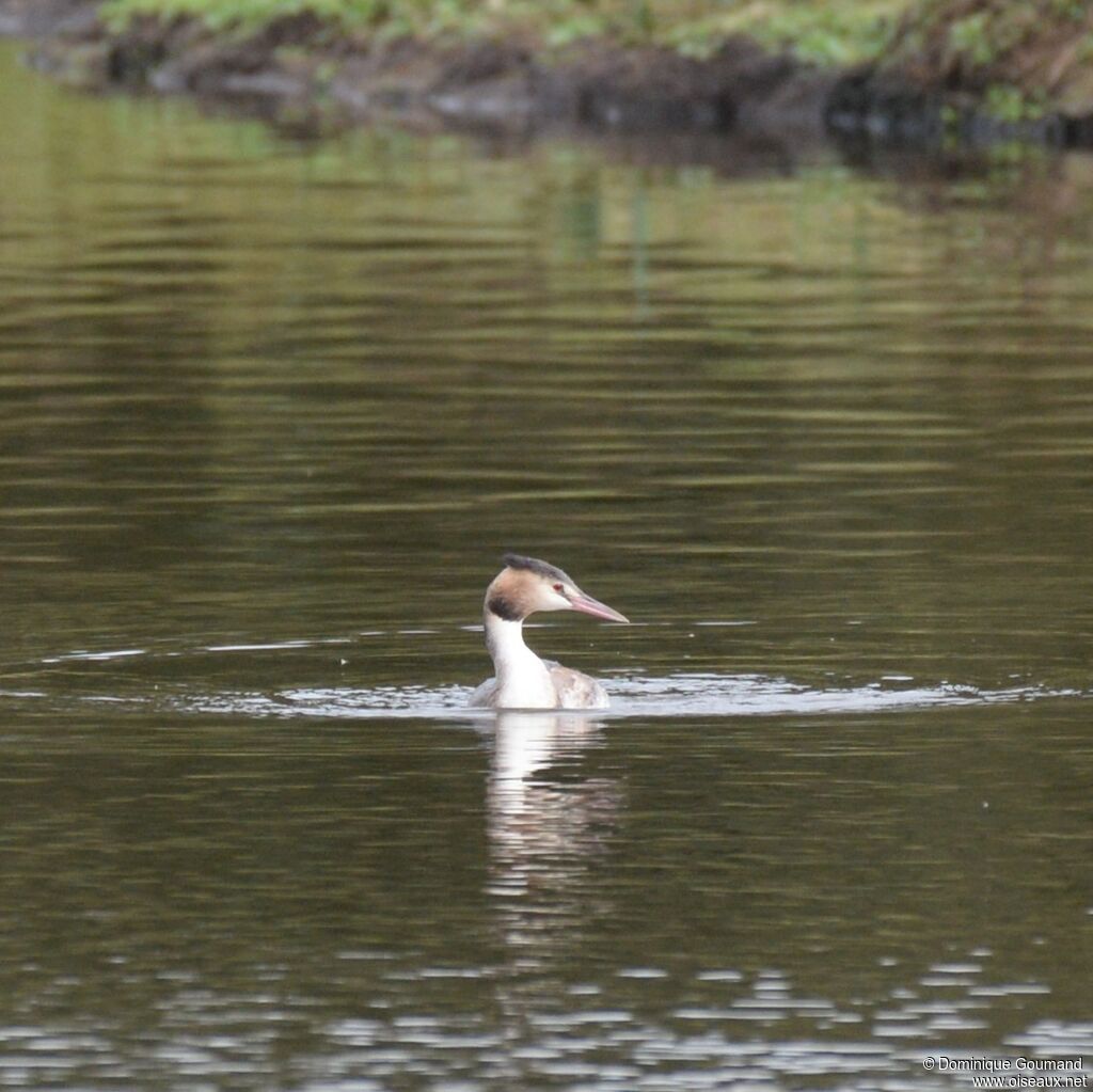 Great Crested Grebe