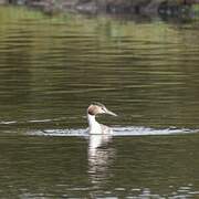 Great Crested Grebe