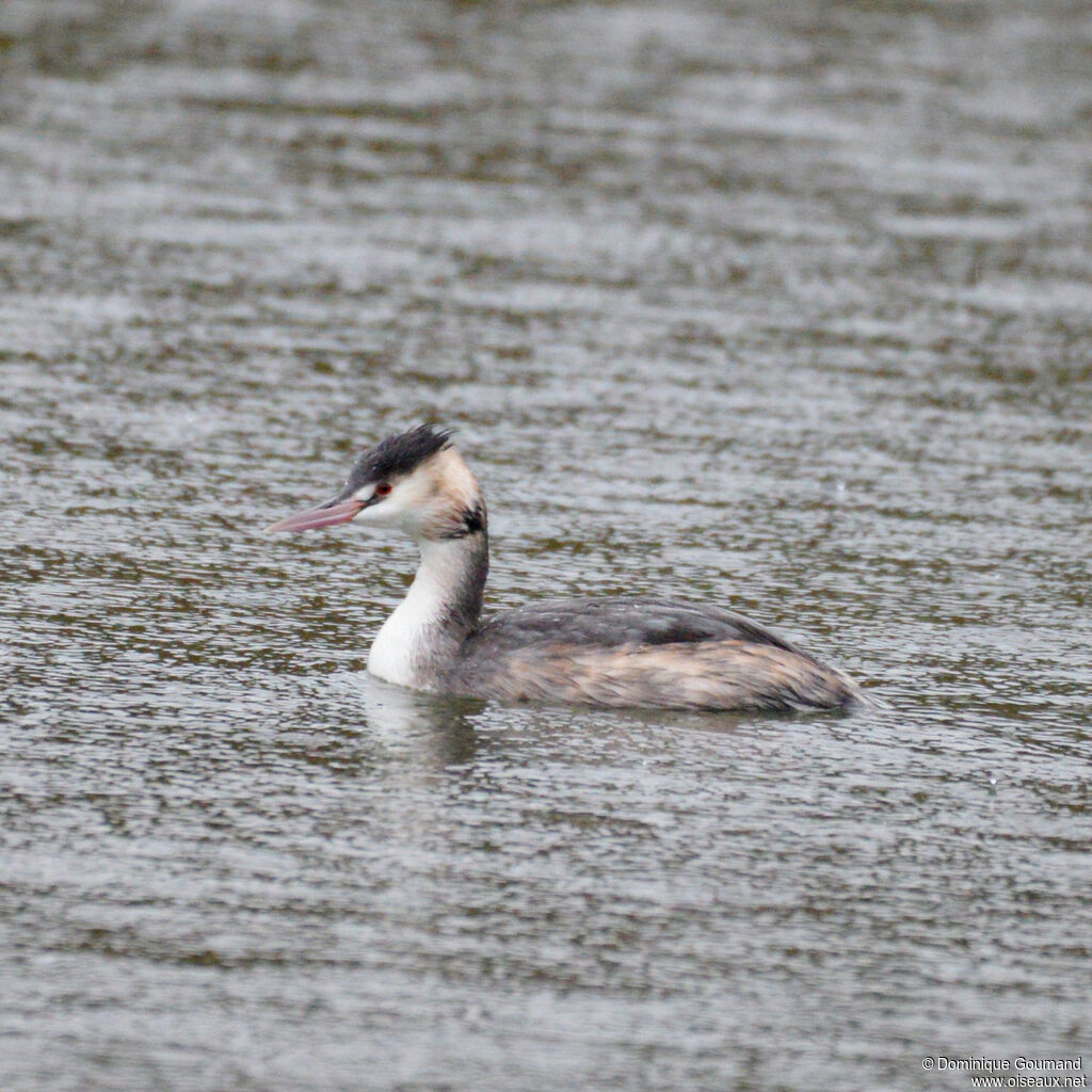 Great Crested Grebe