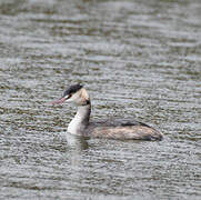 Great Crested Grebe