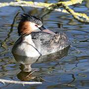 Great Crested Grebe