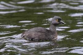 Least Grebe