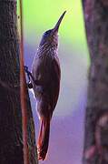 Cocoa Woodcreeper