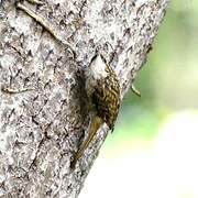 Eurasian Treecreeper