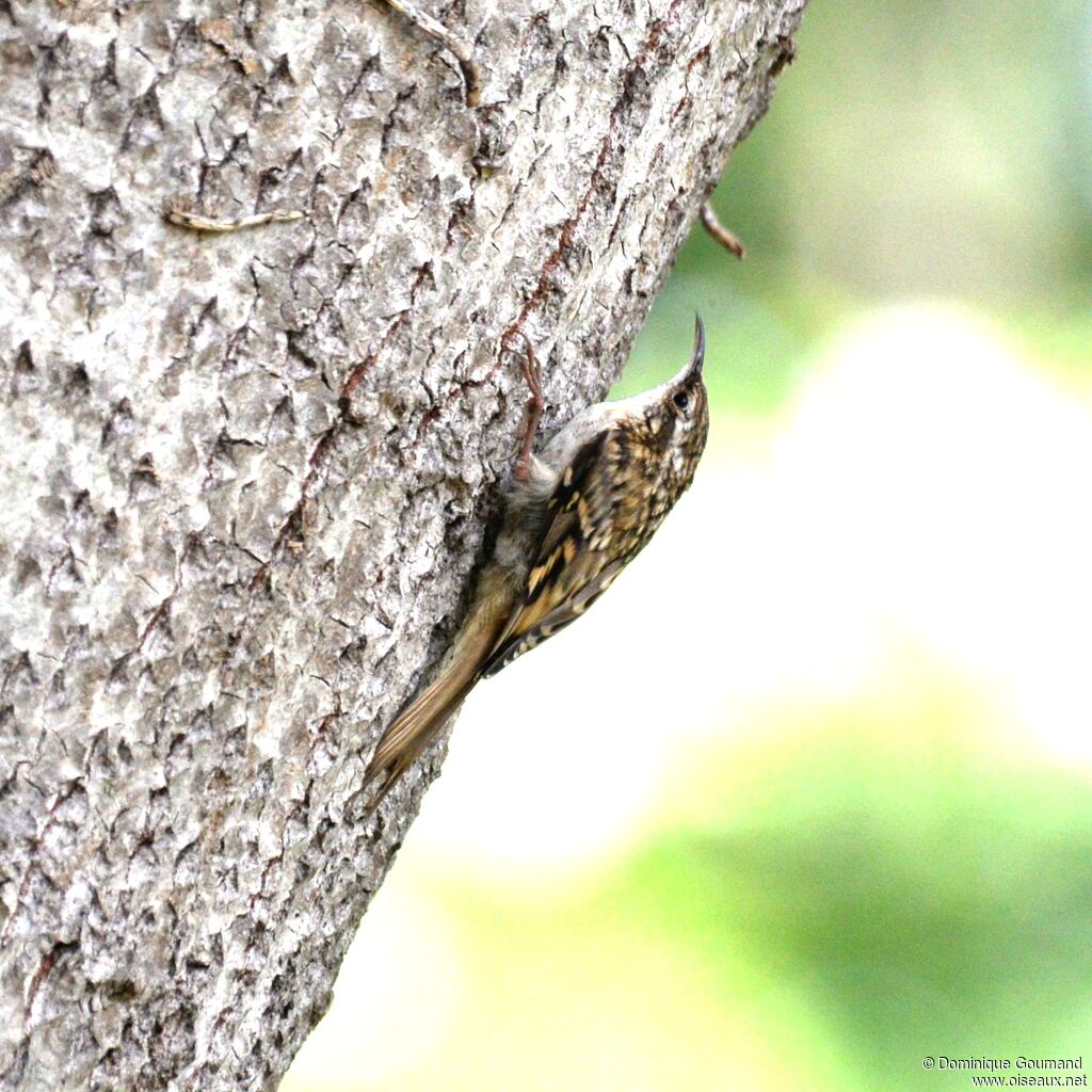 Eurasian Treecreeperadult