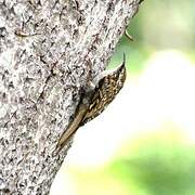 Eurasian Treecreeper