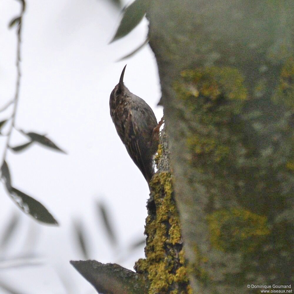 Short-toed Treecreeper