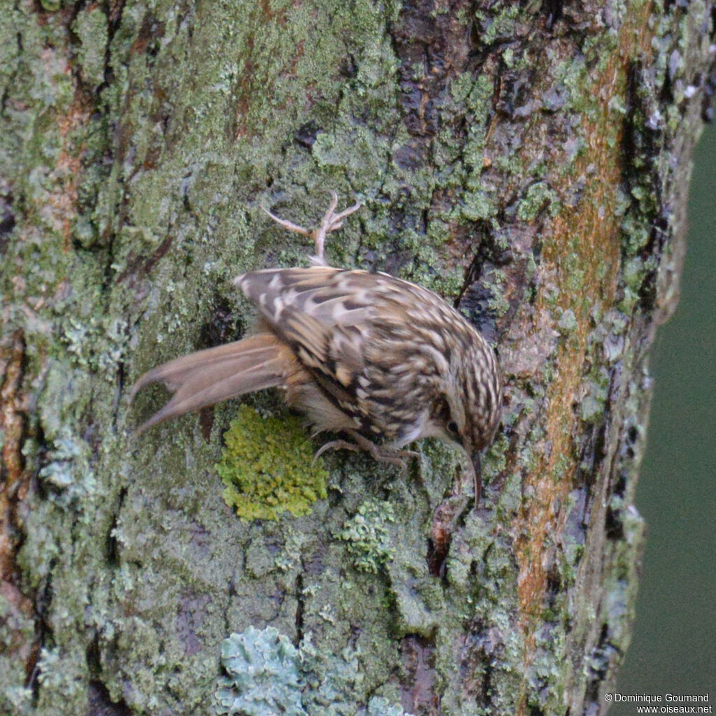 Short-toed Treecreeperadult