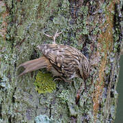 Short-toed Treecreeper