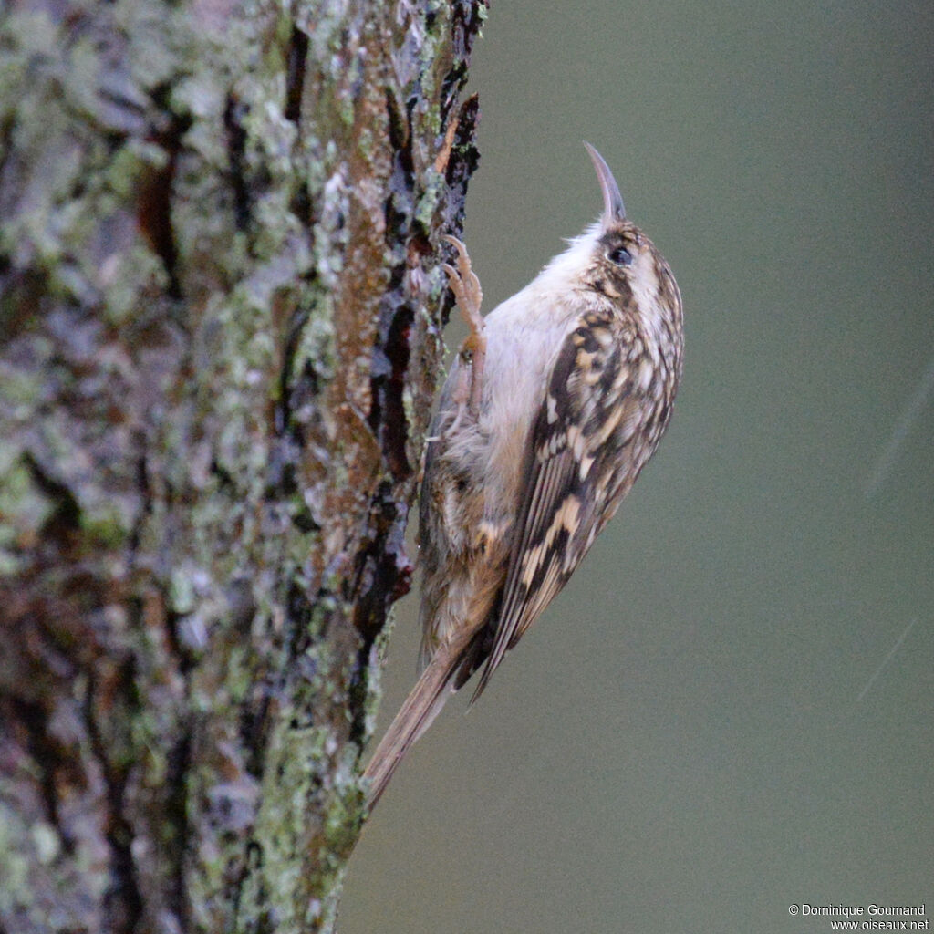 Short-toed Treecreeperadult