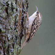 Short-toed Treecreeper