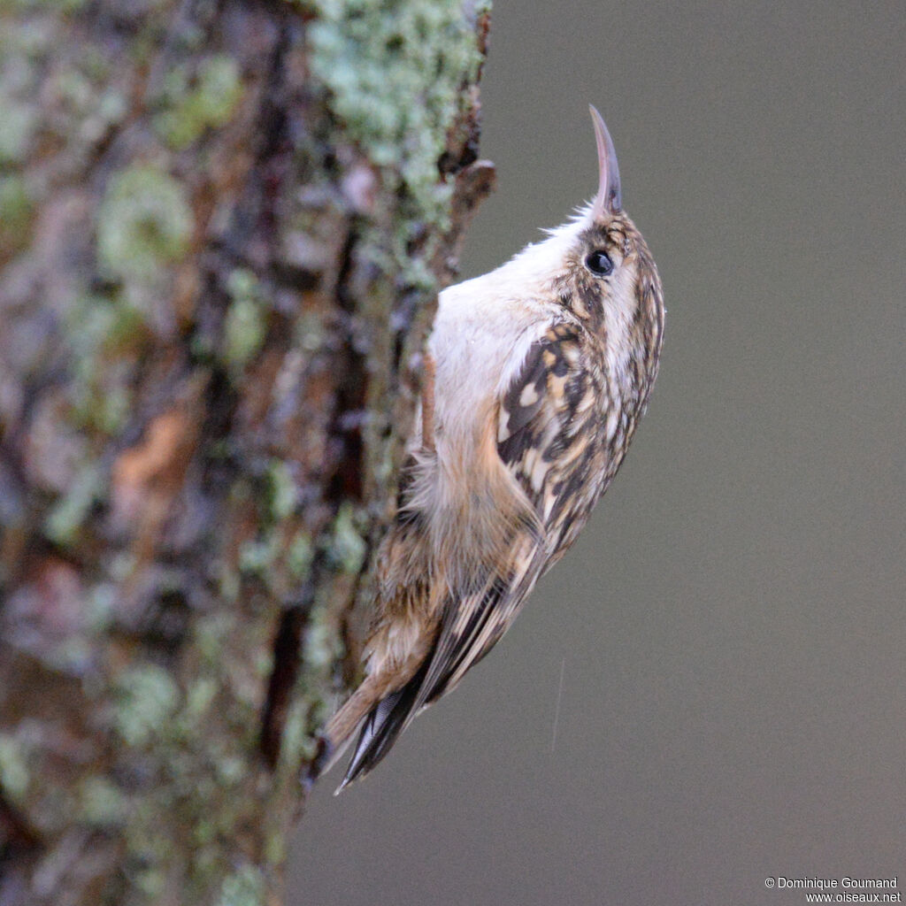 Short-toed Treecreeperadult