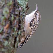 Short-toed Treecreeper