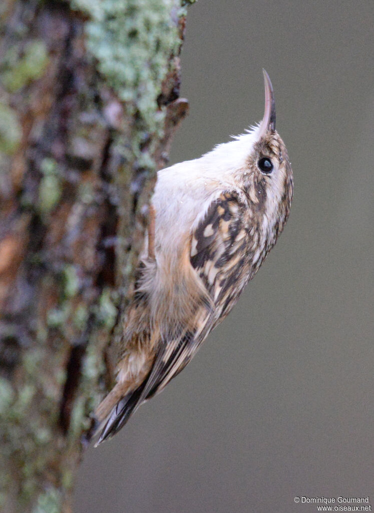 Short-toed Treecreeperadult