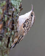 Short-toed Treecreeper