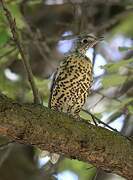 Mistle Thrush