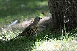 Mistle Thrush