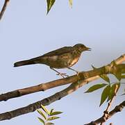 Fieldfare