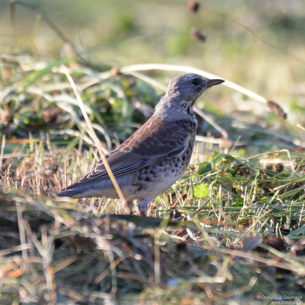 Fieldfare