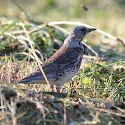 Fieldfare