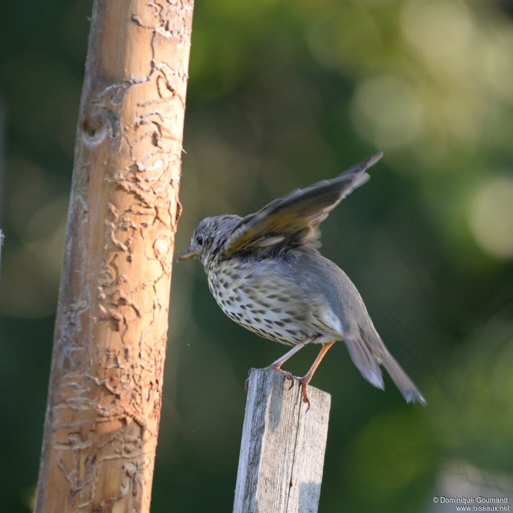 Song Thrush