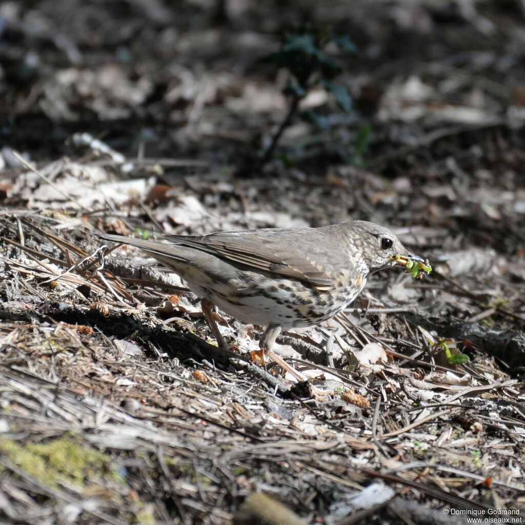 Song Thrush