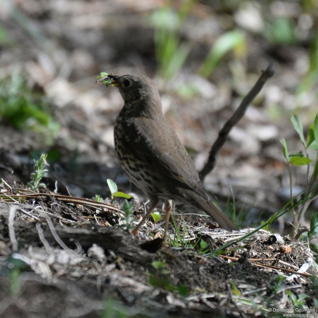 Song Thrush