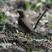 Song Thrush