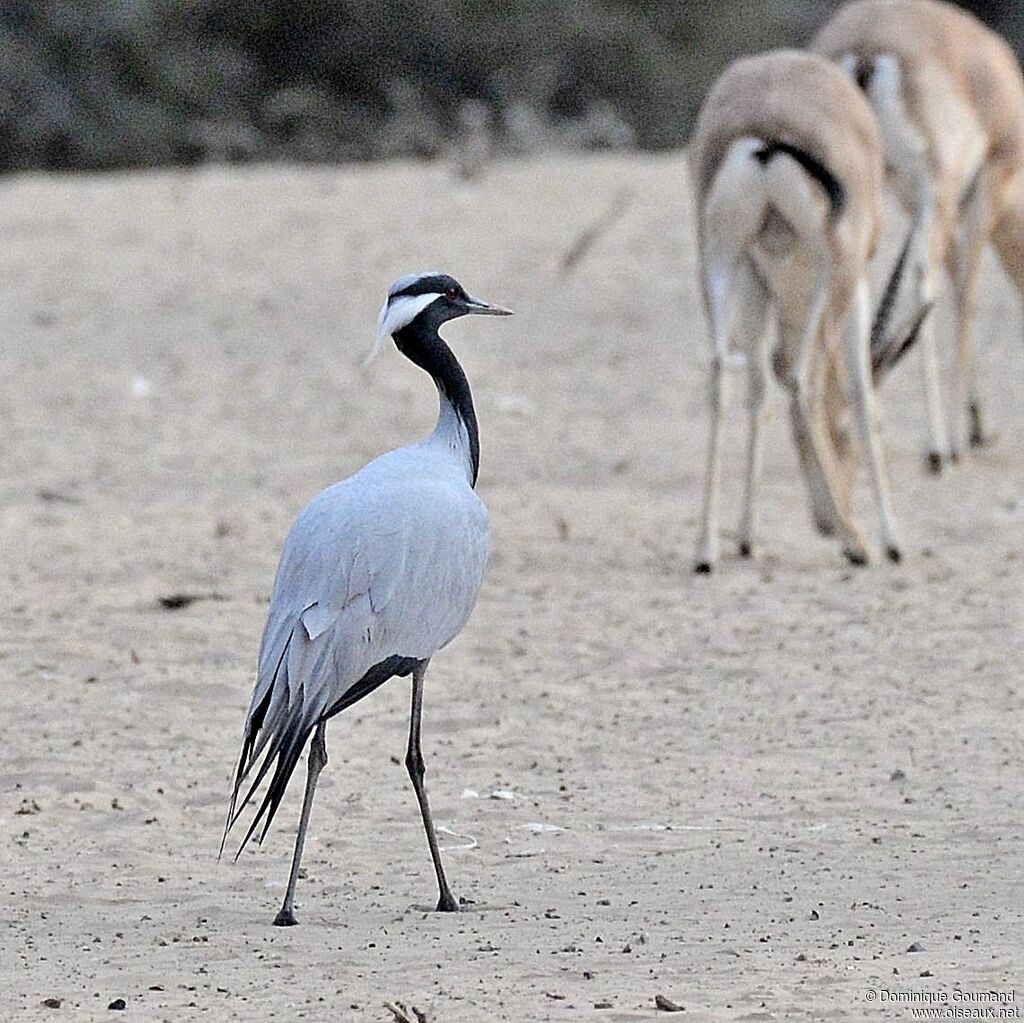 Demoiselle Crane