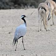 Demoiselle Crane