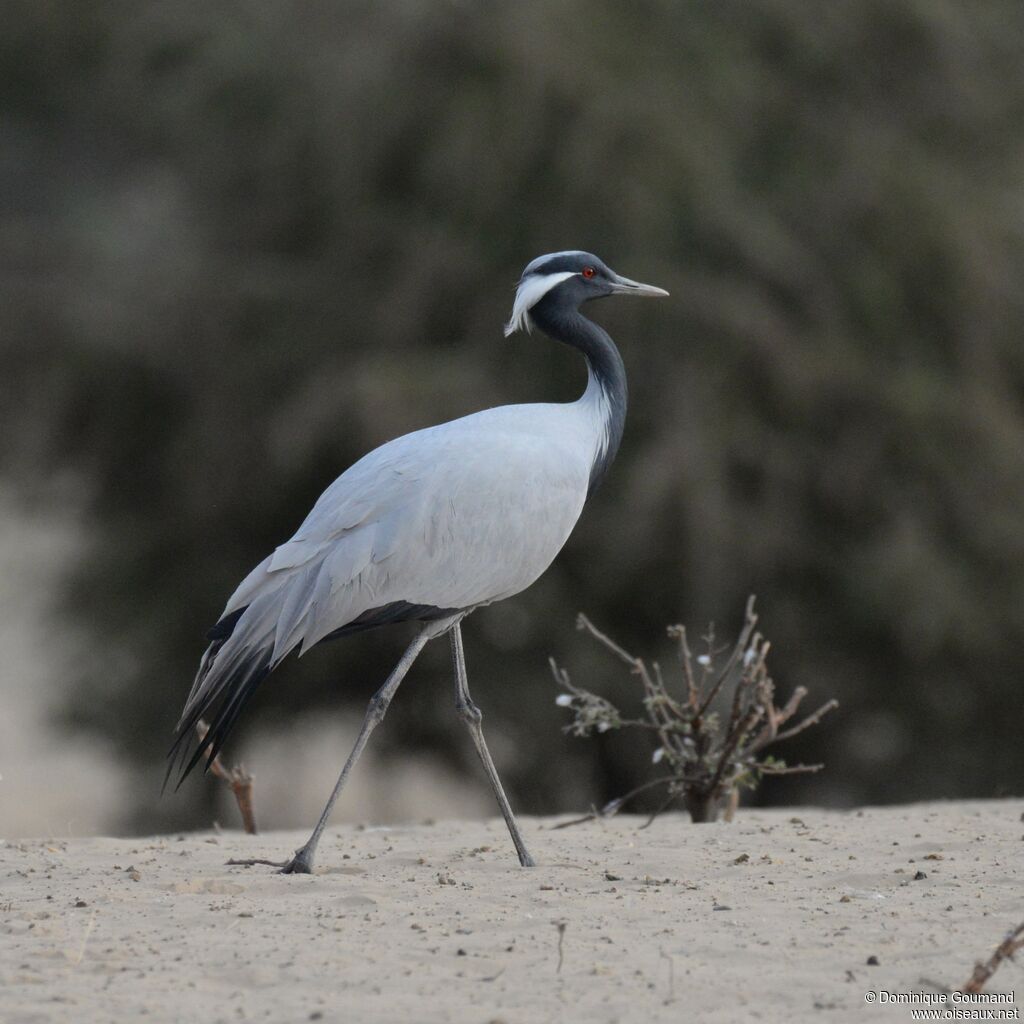 Grue demoiselleadulte